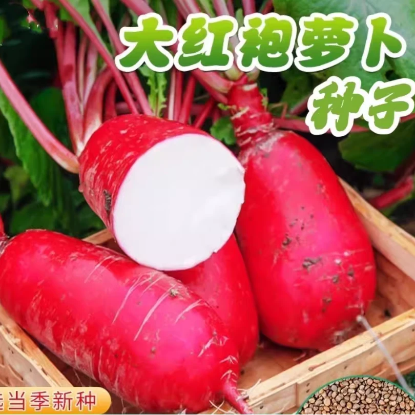 大红袍萝卜种子红皮白肉农家高产水果蔬菜四季耐热老品种萝卜种籽
