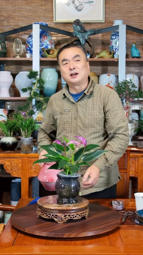 无花朵卡*尔水之韵水培香妃