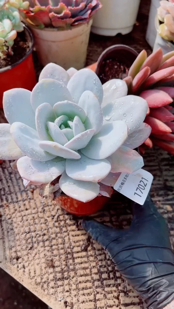 三*熊跃跃精品多肉17021