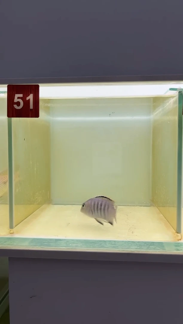 海水鱼三湖慈鲷野生