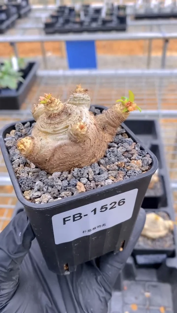 【闪购商品】爱翠斯FB-1526