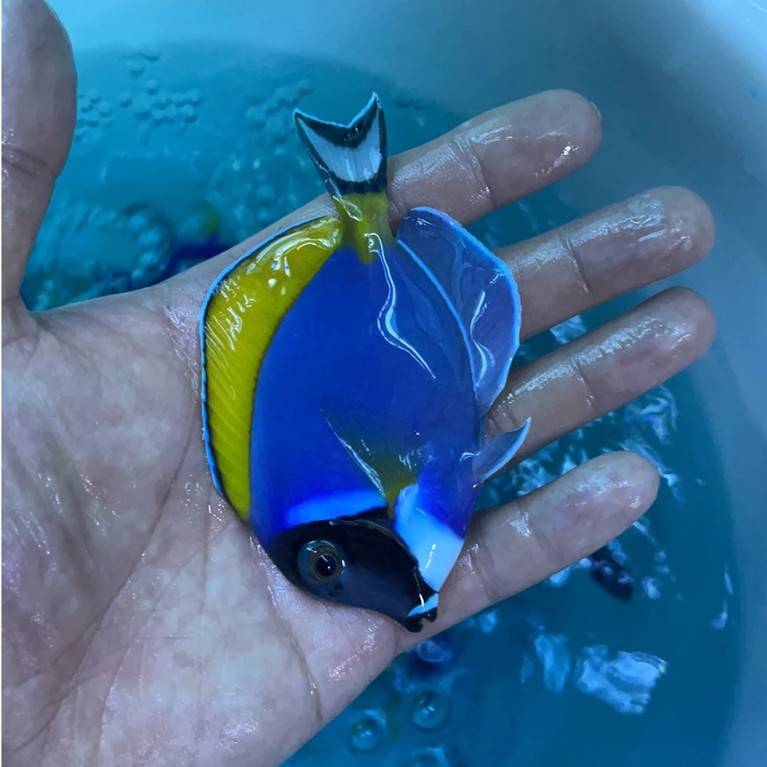 巴东粉蓝吊  海水鱼观赏鱼 7-9公分