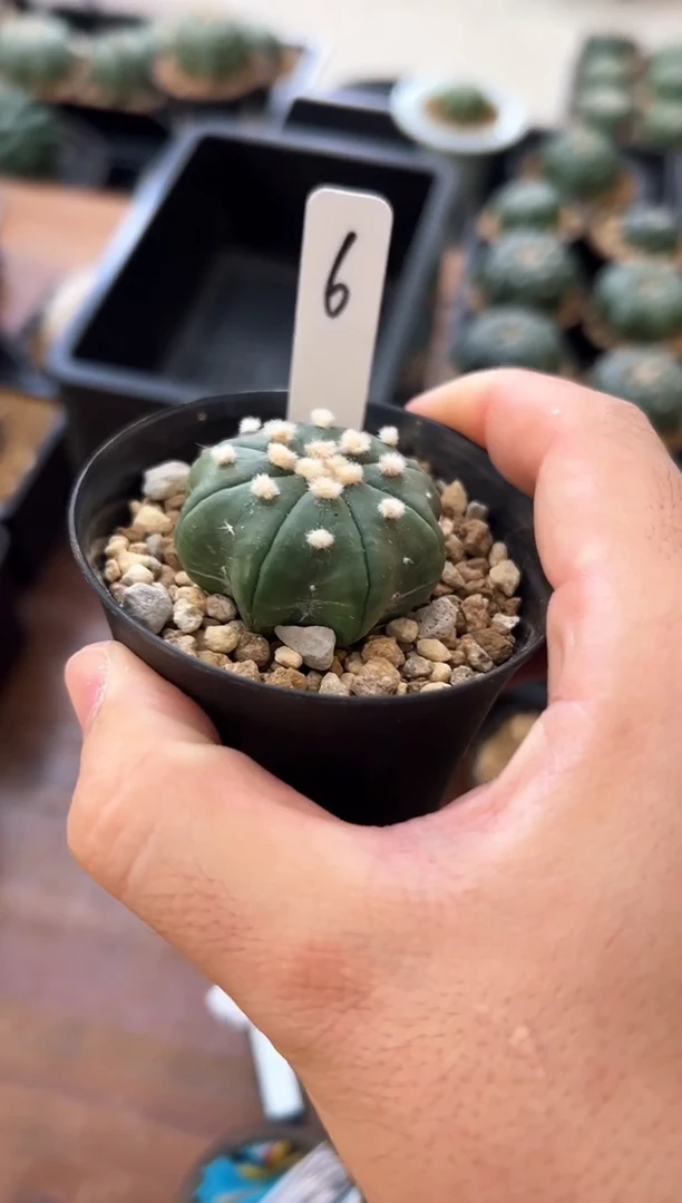 指纹海星实生编码6