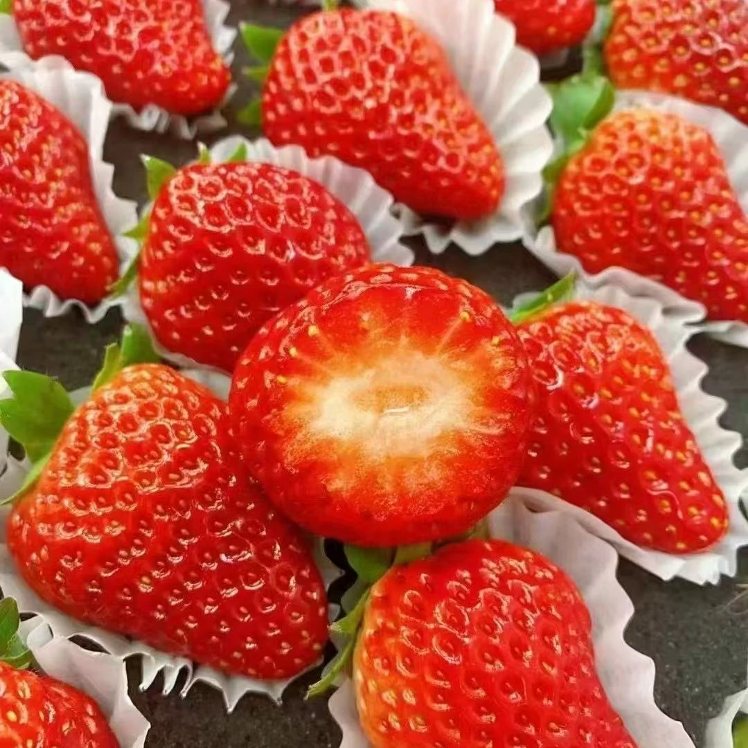 【吃货家优选】丹东九九奶油草莓一板5排55个中果毛重2.8斤