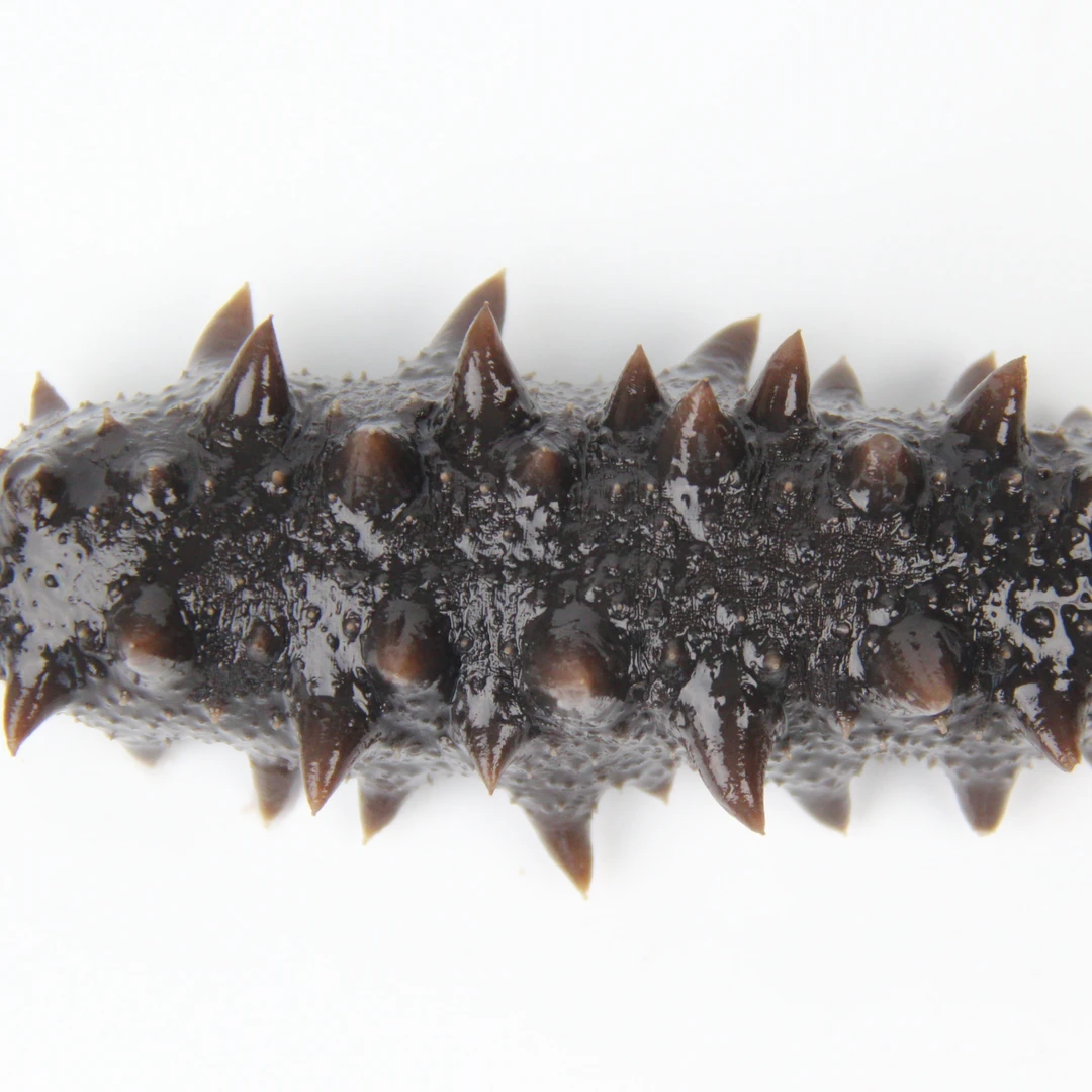 海御棠6星即食海参独立包装9-10头