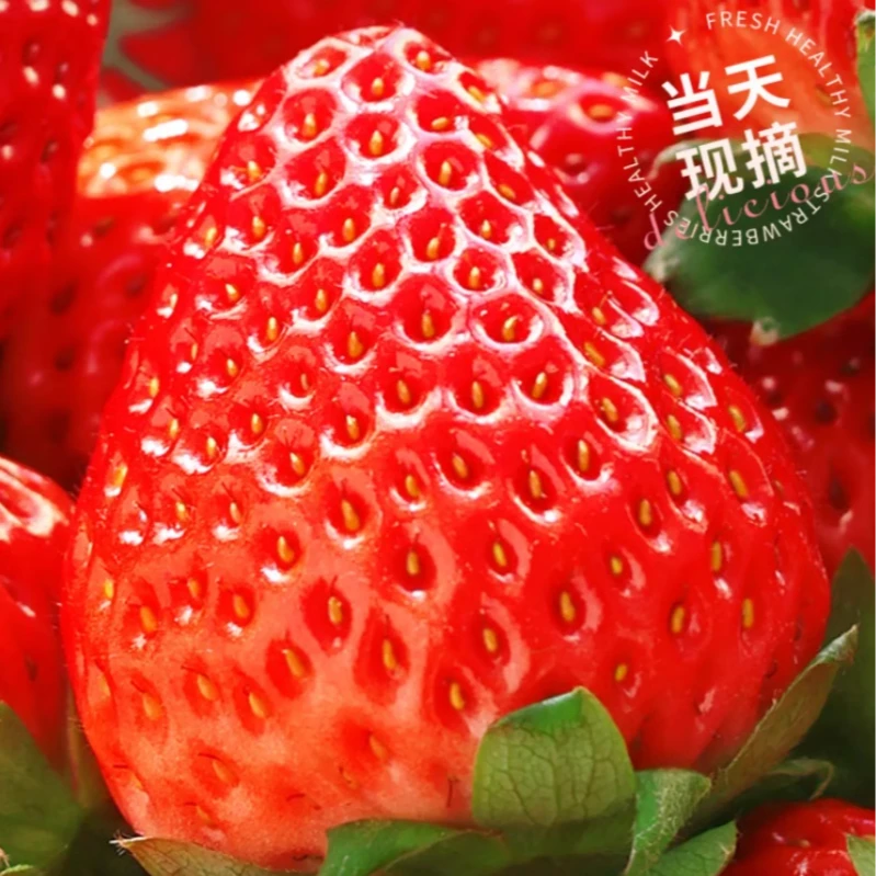 【草莓次送达】草莓奶油草莓产地直发精选大果大分量