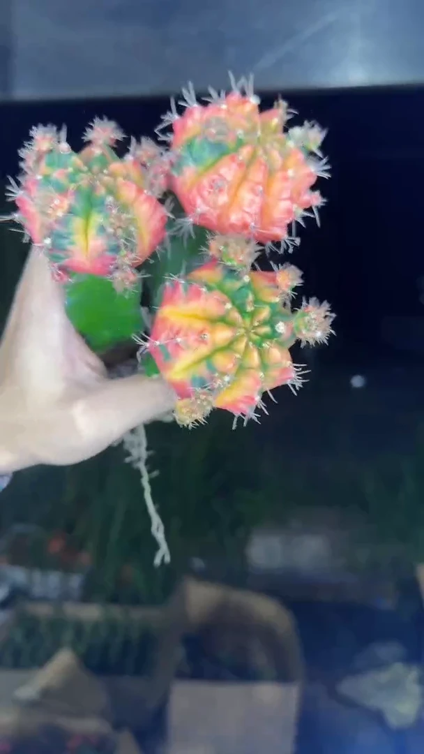 3颗 光辉牡丹【嫁接】