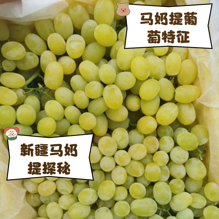 【同城配送】新疆马奶提无籽提一箱口感清脆甜可口带箱5斤左右新疆维吾尔自治区