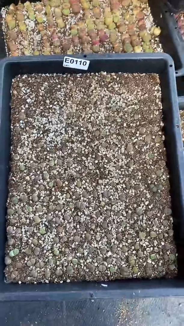 0110直播一物一拍