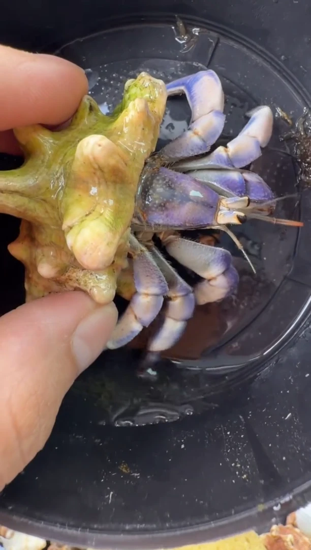 2.4口紫陆一只，不包全品