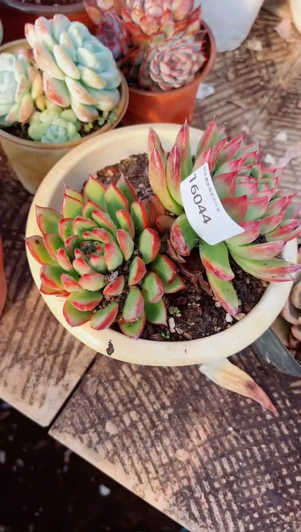 余*阿迷洲多肉花16044