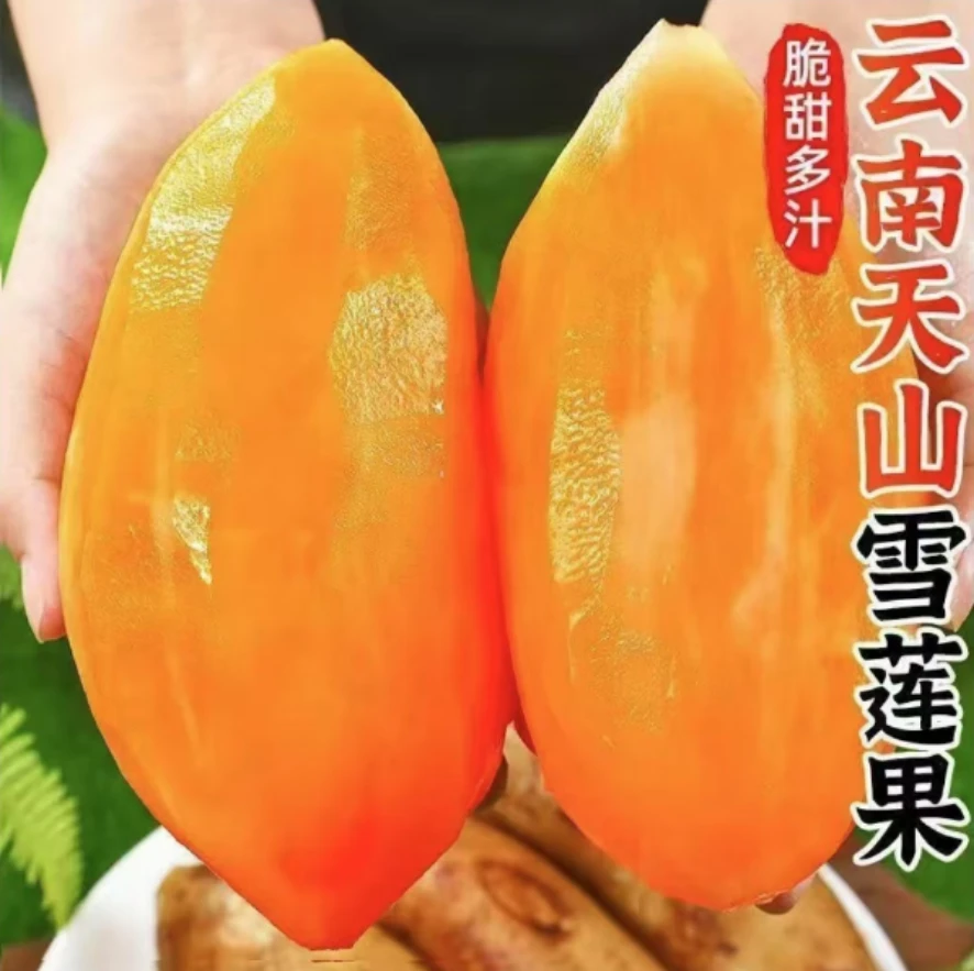 云南高原红泥沙雪莲果新鲜水果黄心现挖现发脆甜多汁当季水果
