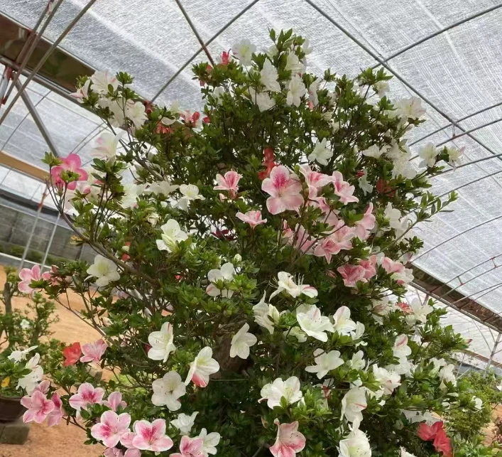 【稀有品种】花笠杜鹃盆景