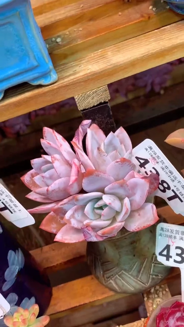 438T 白莲 (一物一拍实付满28发货，默认不带盆土）