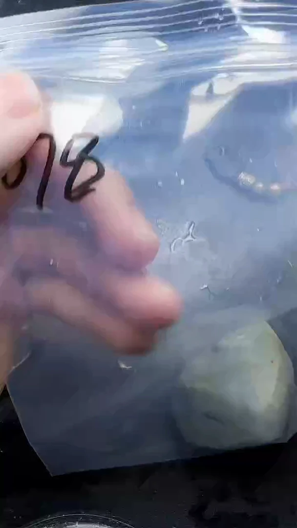 翡翠未镶嵌颈饰078翡翠