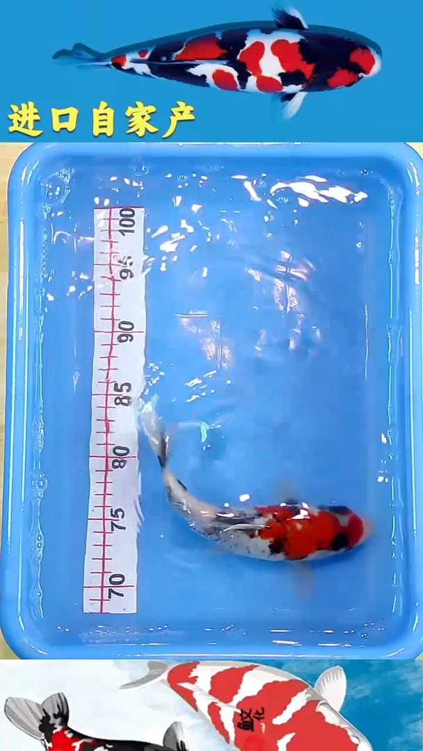 锦鲤2025/12/18悦鲤阁甄选锦鲤--17