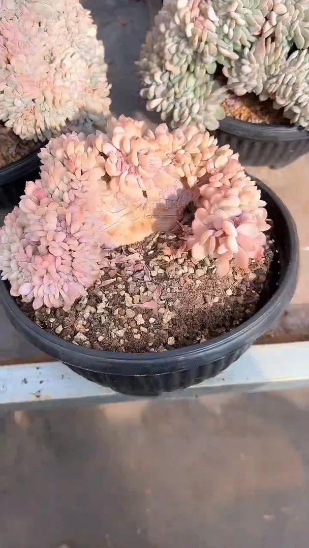 【闪购商品】774号粉珍妮缀化