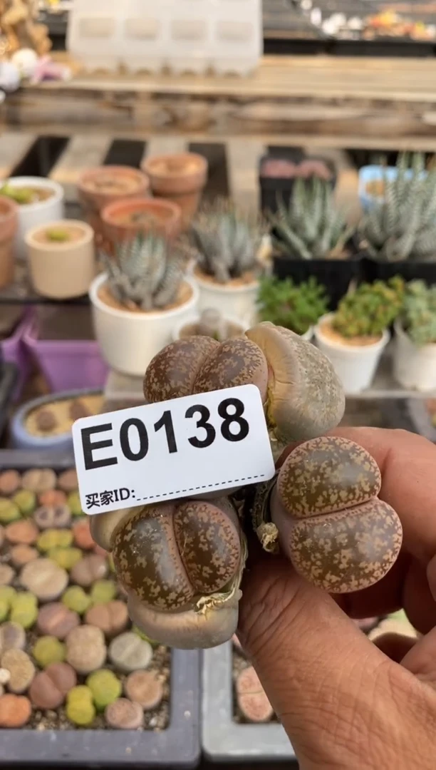 0138直播一物一拍