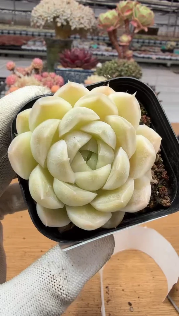 东云多肉园二店-281