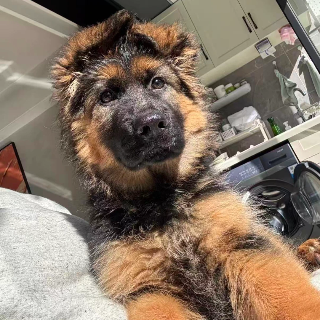 【德牧旺旺队】宠物活体链接