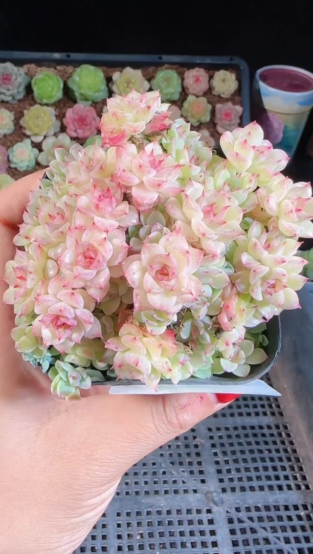 1108-184麦秆群不包整