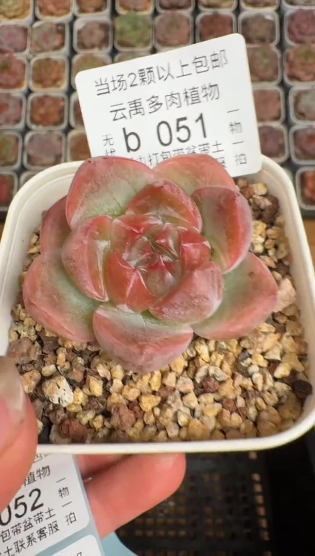 051b 珍妮多肉(6.5cm杯）一物一拍 带盆土发