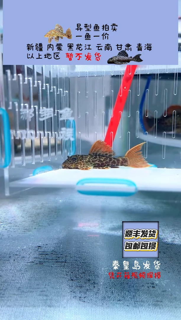 清道夫5.7不包入缸损110
