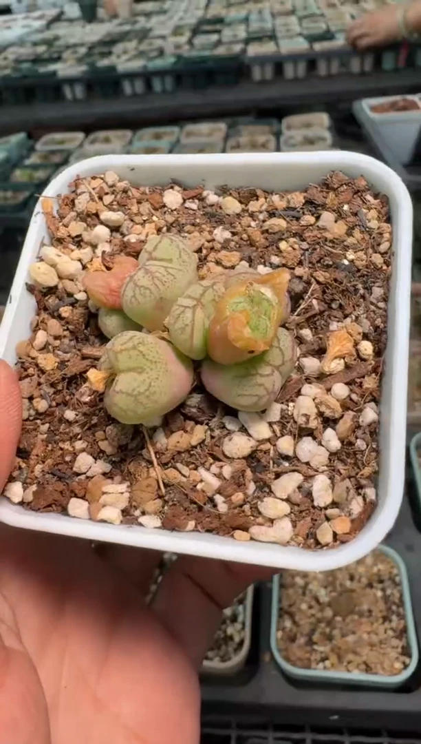 美丽的肉石头-135