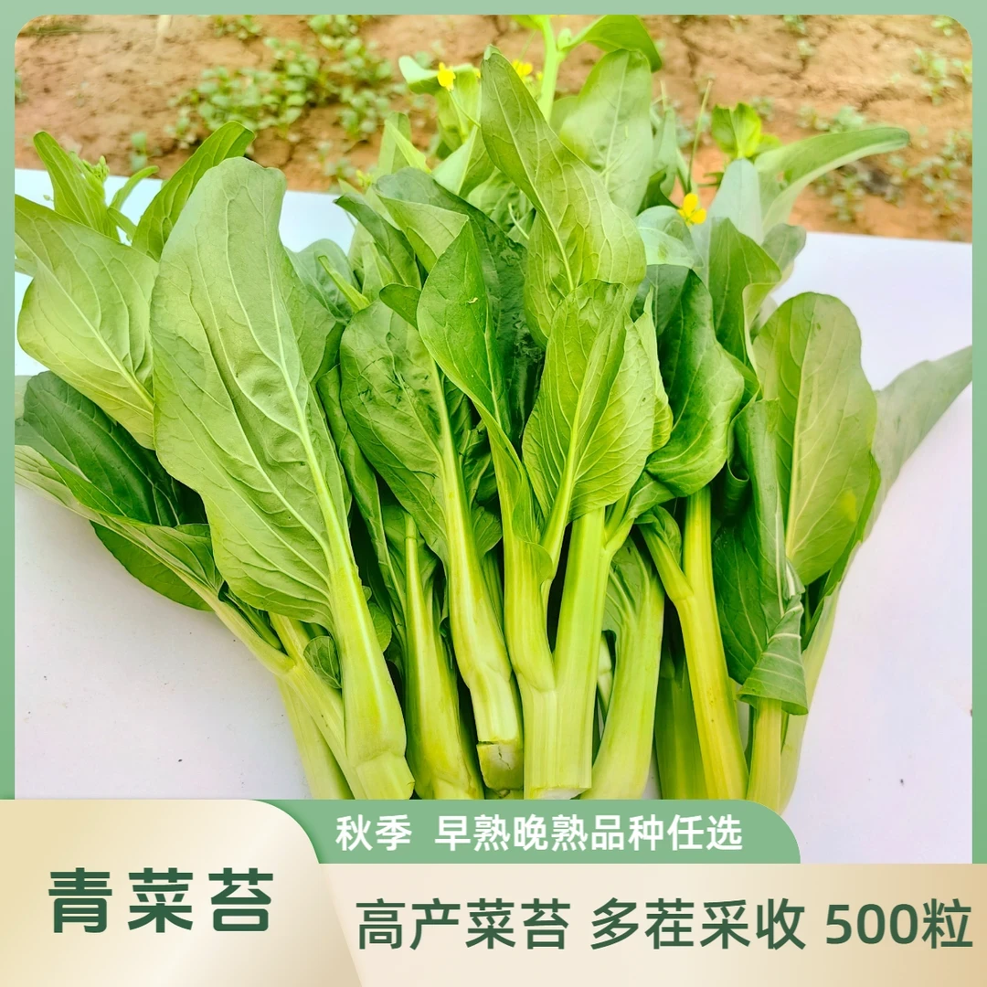 青菜苔种子早熟青菜苔晚熟青菜苔种子菜苔秋季露天阳台菜地lz