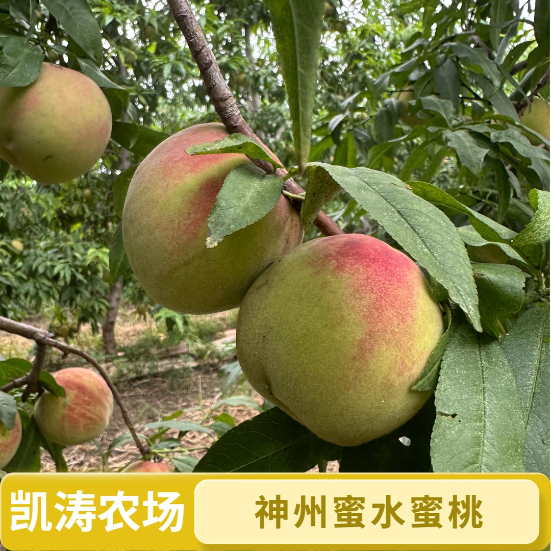 天津本地神州蜜 水蜜桃 脆香甜现摘现发 京东或顺丰包邮