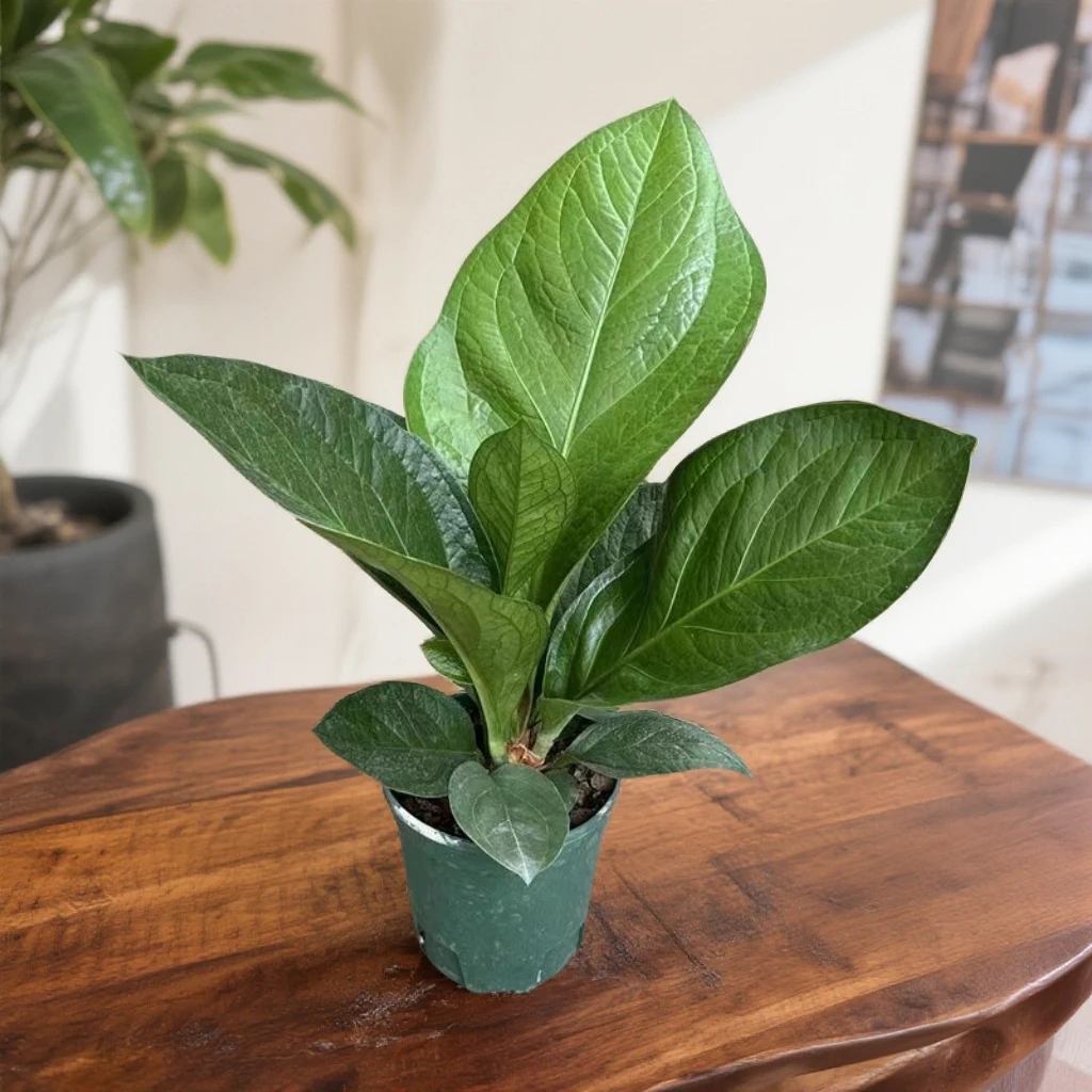 聚宝盆绿植盆栽室内绿植净化空气美观大气四季常青好养活