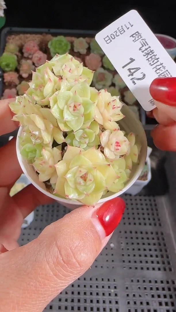 1120-142群生不包整