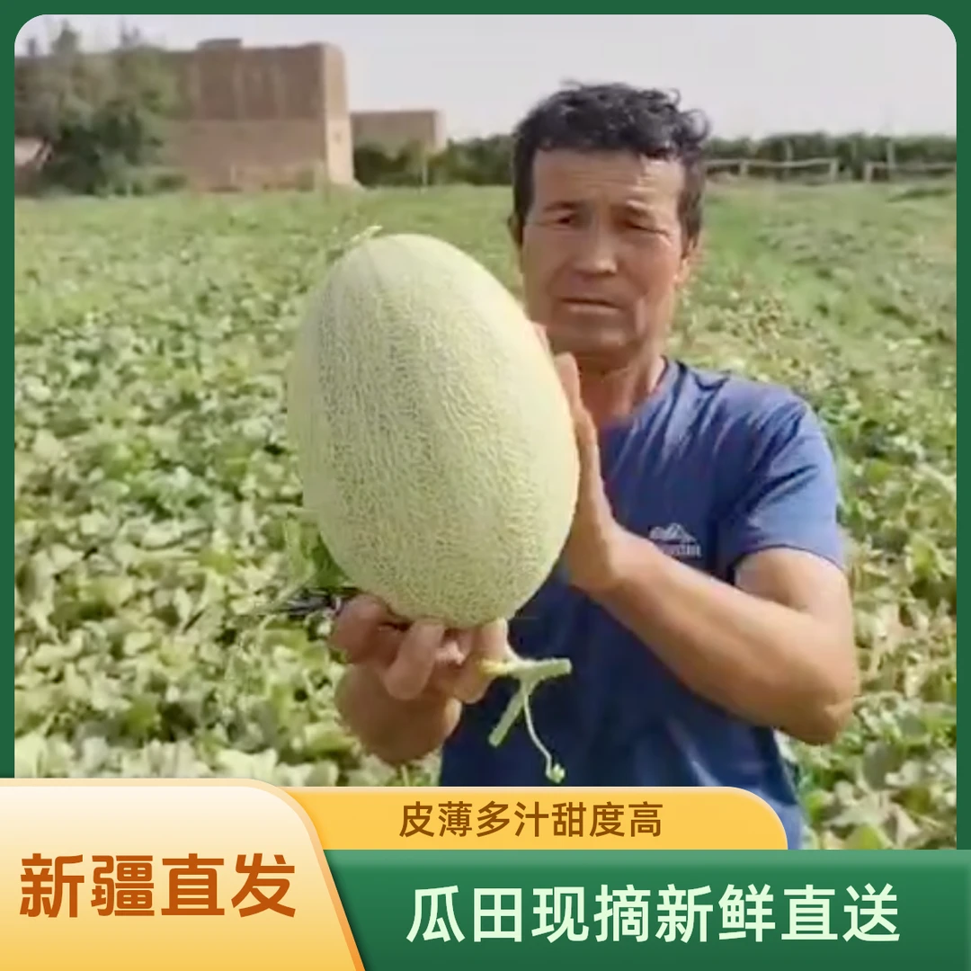 【新疆包邮】新疆哈密瓜西州蜜25号皮薄多汁脆甜新鲜现采网纹瓜