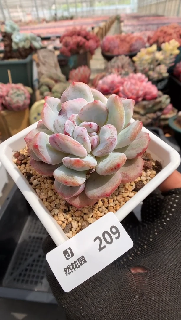 209梦露石化一物一拍