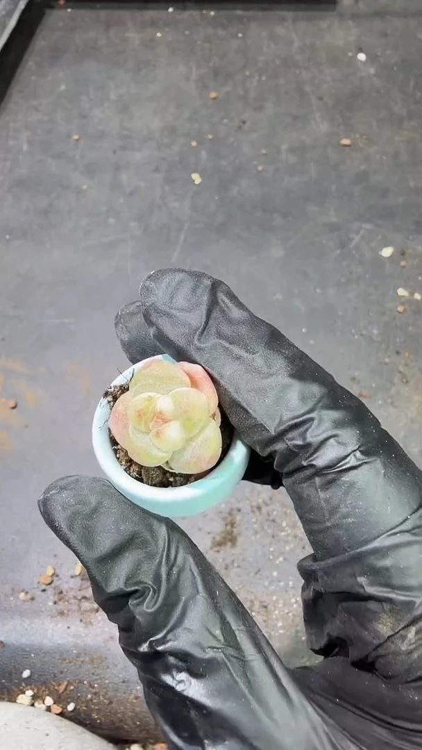 05号到手（8）棵小米粒冰玉