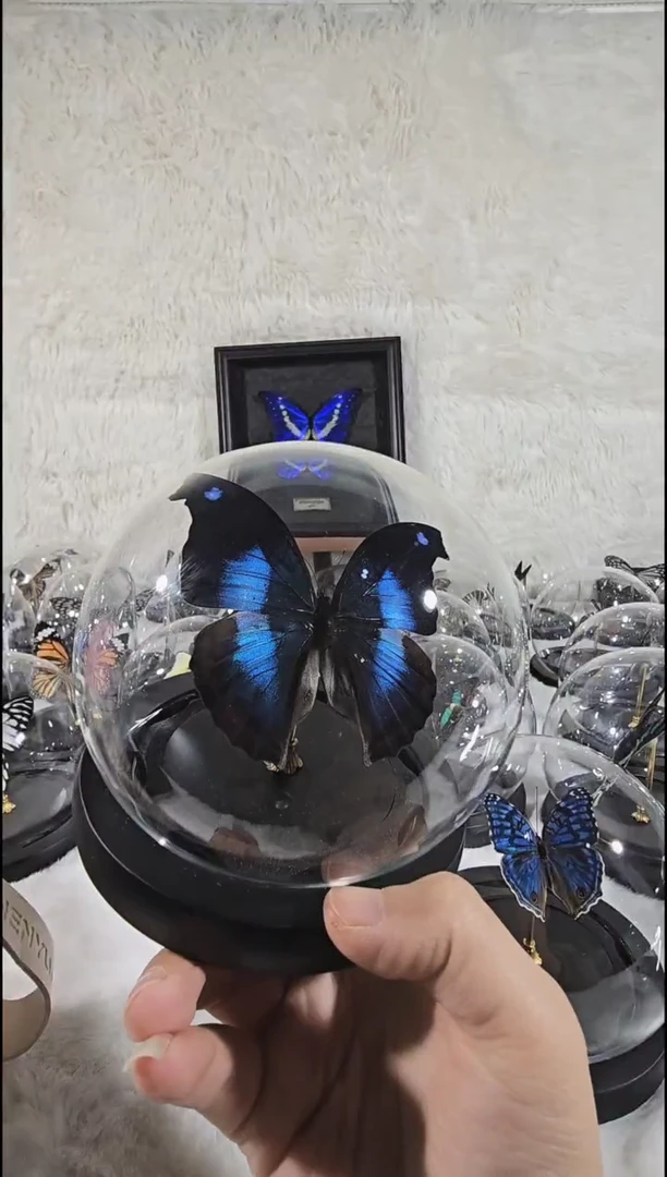 爱情鸟水晶球蝴蝶标本