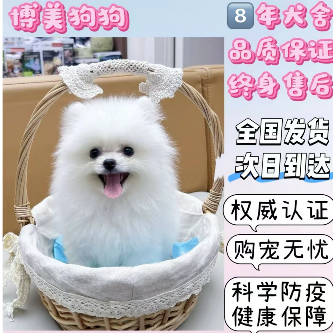 博美犬幼犬小体球体博美