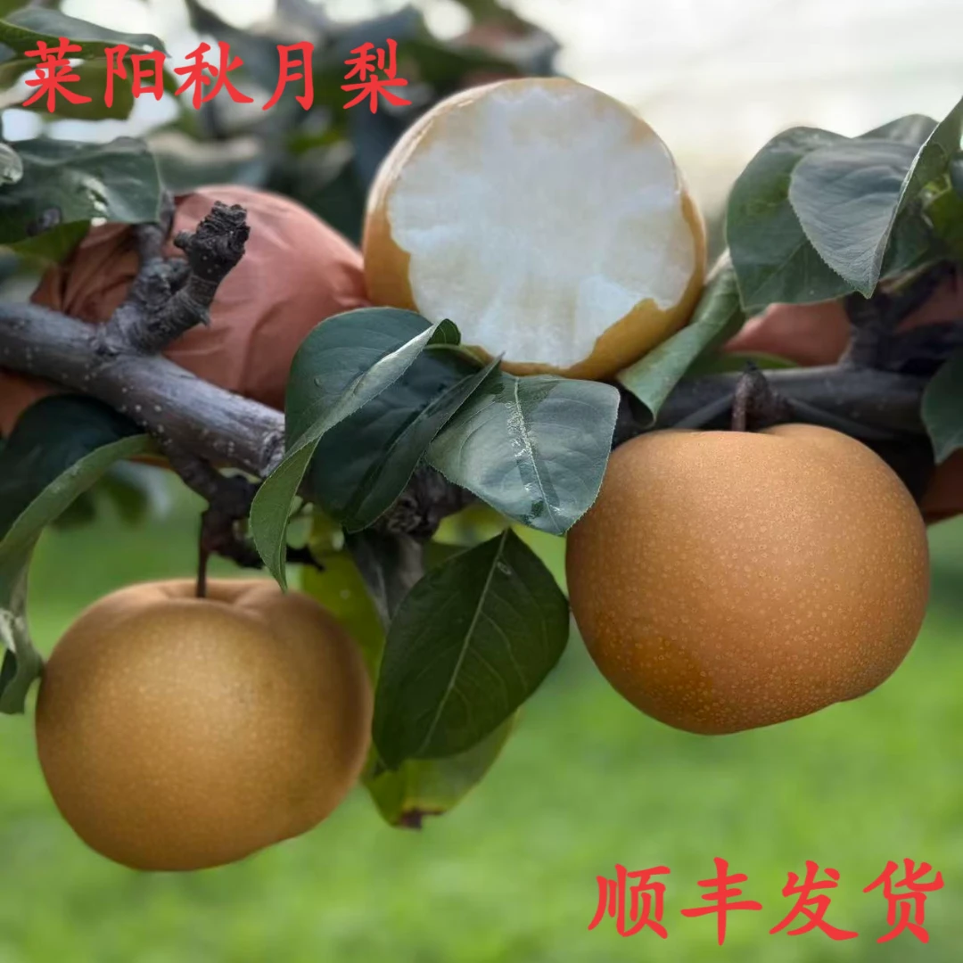 【顺丰发货】山东莱阳秋月梨 净重4.7~7.6斤 新鲜水果 中秋好物