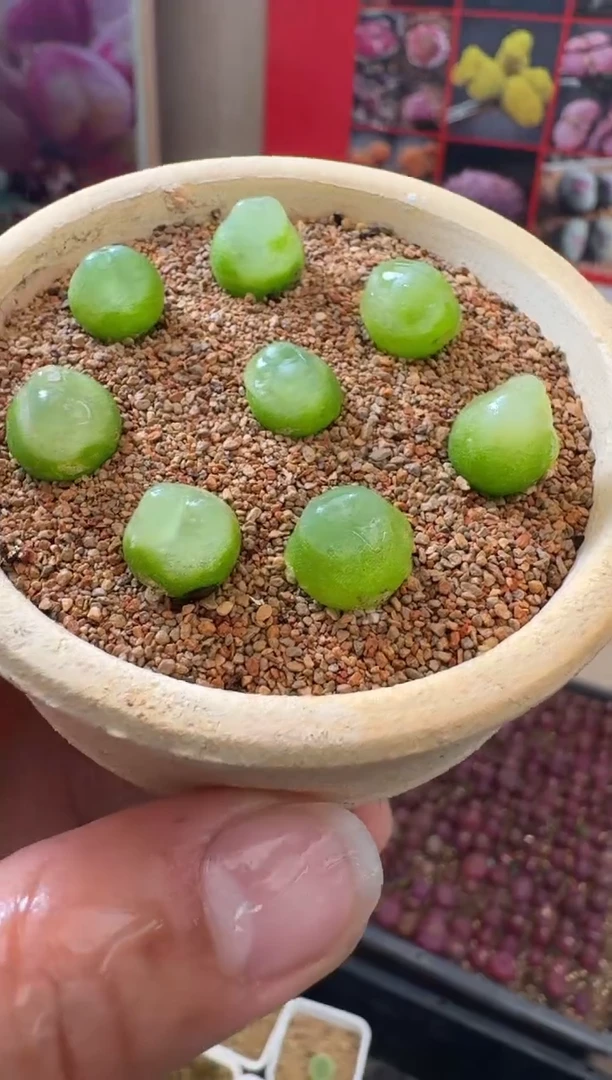 【闪购商品】1-4拉登一颗