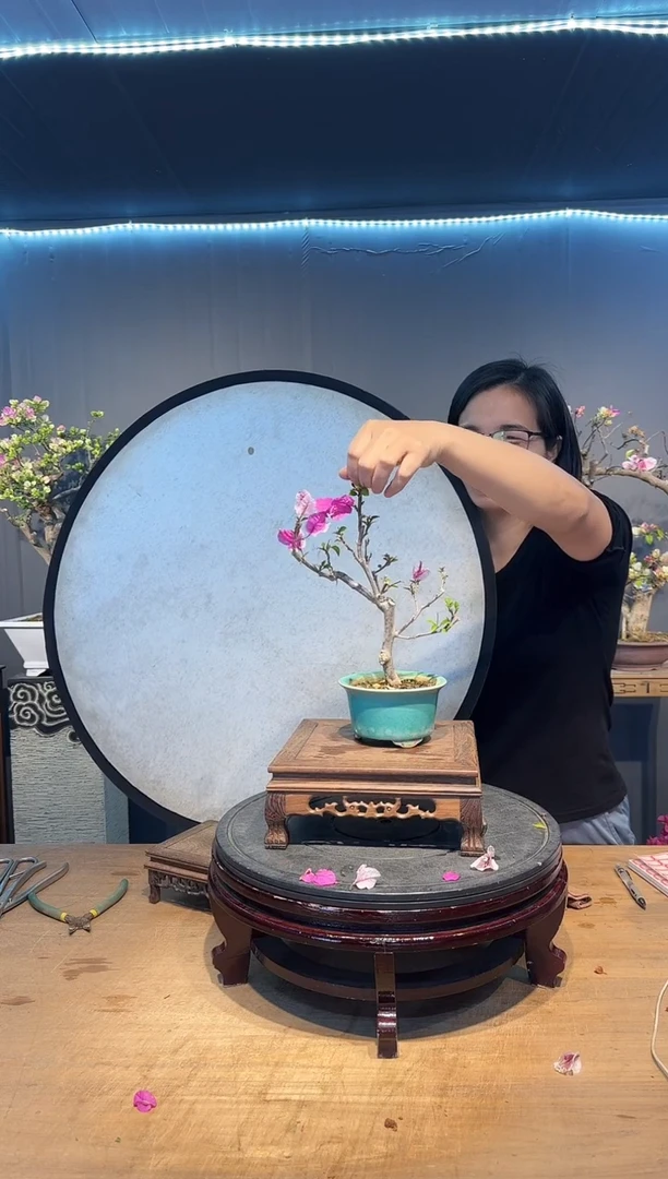 【闪购商品】饮水  漳红樱