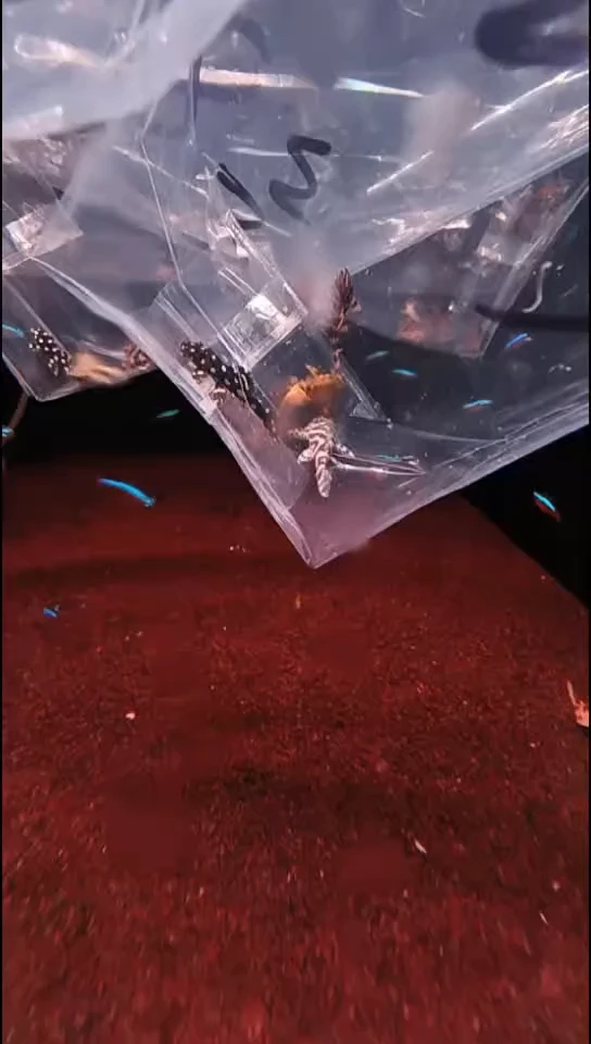 工具鱼中通L333+L600+龙钻坦克+L398老虎各一只 尺寸2.8-3厘米