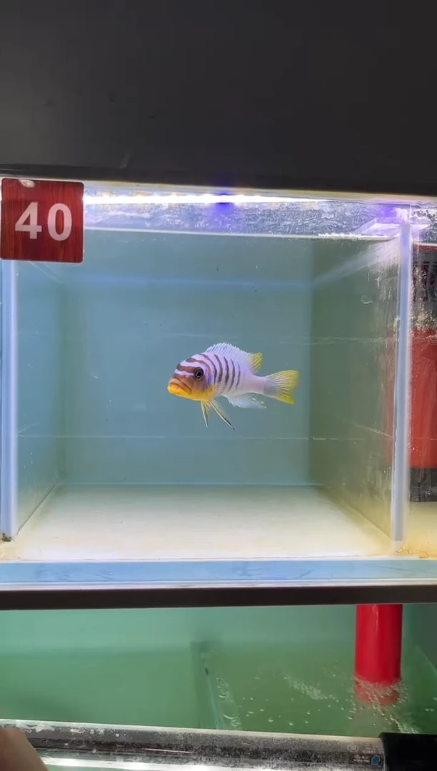 慈鲷鱼野生三湖慈鲷