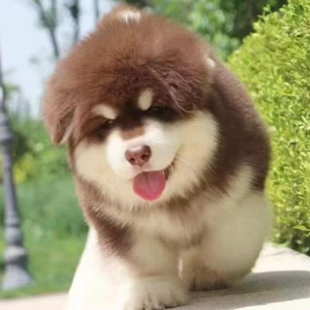 忠爱有宠狗狗活体