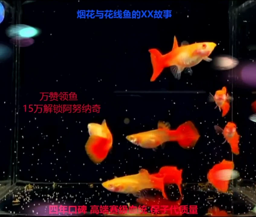 孔雀鱼超红幼鱼练手3对加1对备损