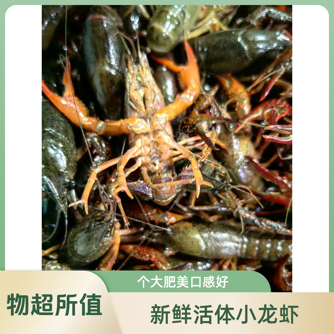 鲜活小龙虾456（20斤）