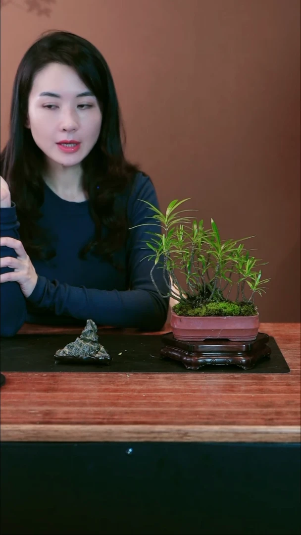 无花朵栀子花盆景盆景盆景