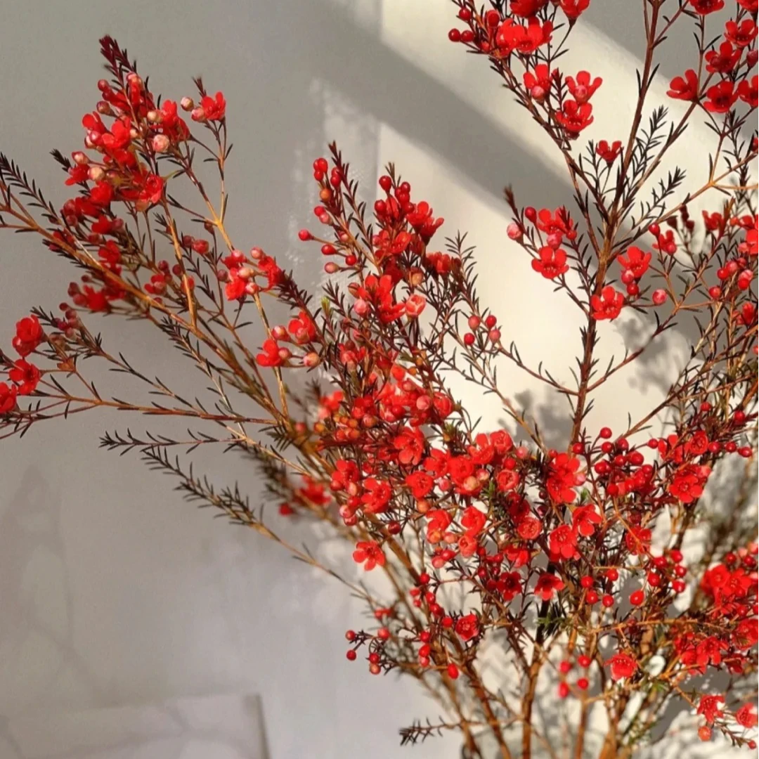 【红色腊梅】一大把精选品质  全场任意满两单及以上顺丰包邮包邮 明天送到家