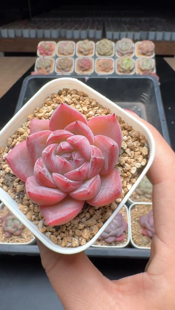 【闪购商品】779号一物一拍珍妮多肉花卉植物3颗起发