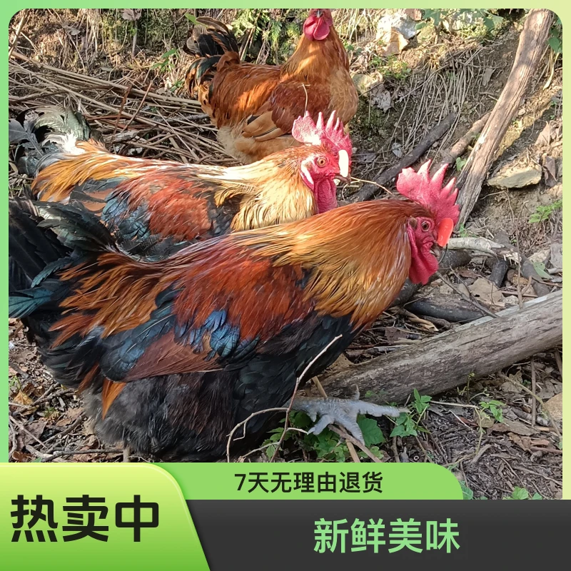 陕西汉中略阳土鸡跑山鸡农家散养新鲜生活视频