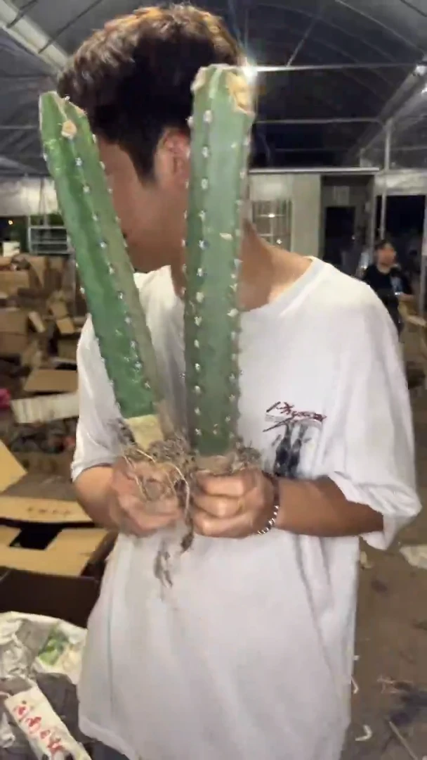 2颗 母本 秀普柱【不指定带侧芽】